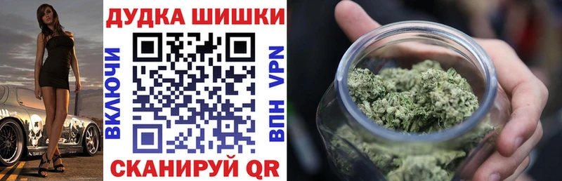 Бошки Шишки планчик  Кологрив 